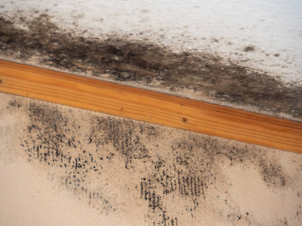 Best Mold Prevention Services  in Montura, FL
