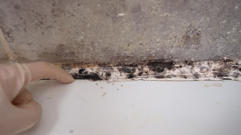 Best Mold Removal for HVAC Installations  in Montura, FL