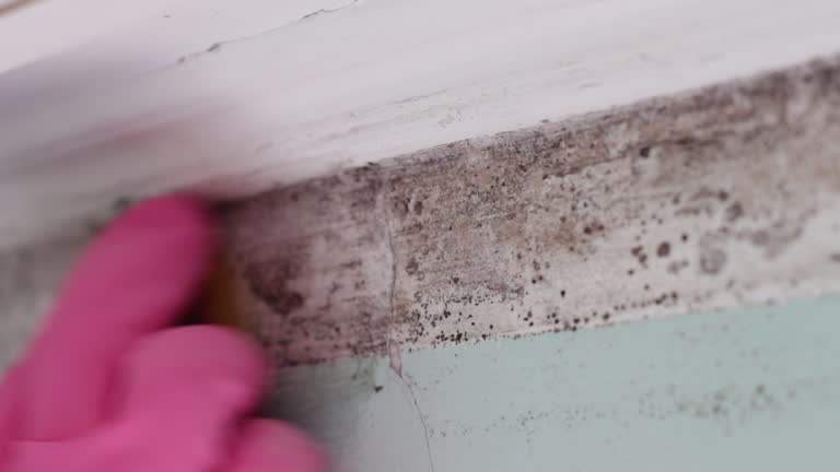 Best Comprehensive Air Testing for Mold Contaminants  in Montura, FL